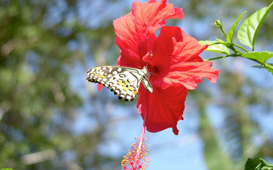 Reisen ins Land der Seele: Schmetterling sammelt Nektar an einer Hibiskusblüte