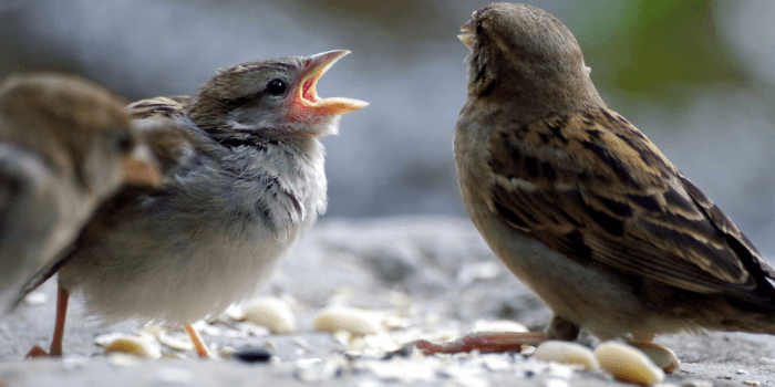 Mehrere Spatzen, die zwitschern