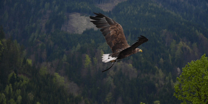 Adler hoch in den Lüften