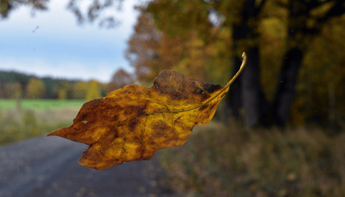Ein fallendes buntes Blatt im Herbst