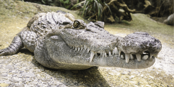 Krokodil mit mächtigen Zähnen