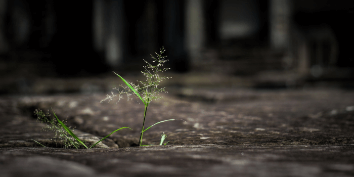 Gras, welches zwischen Pflaster hervorwächst