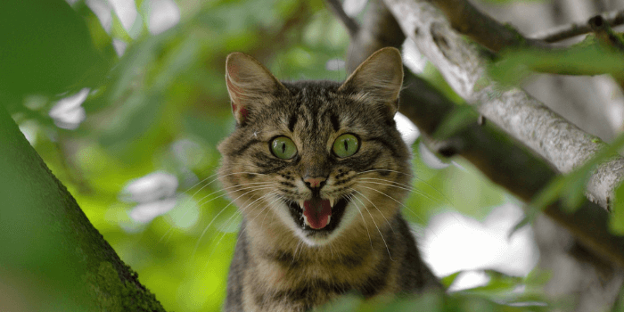Katze auf dem Baum mit angstvoll aufgerissenen Augen