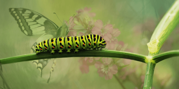 Im Vordergrund Raupe, Hintergrund Schmetterling