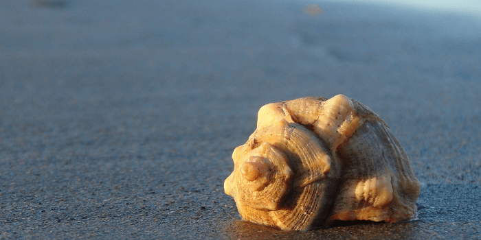 Muschel am Strand von Wasser umspült