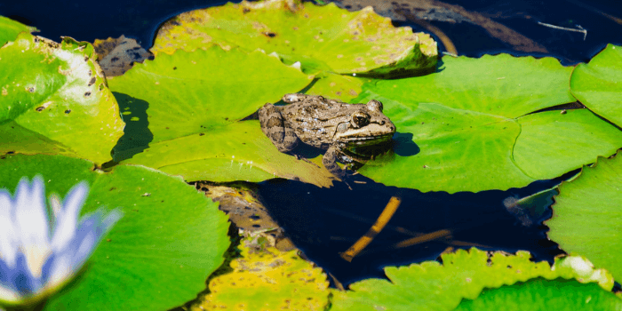 Frosch auf Seerosenblatt im Wasser