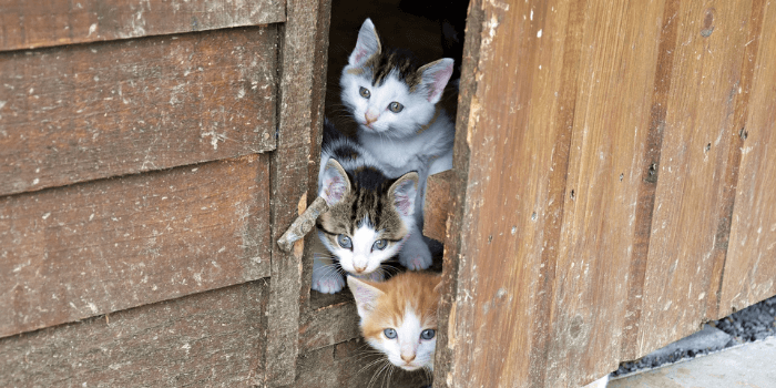 Drei kleine Kätzchen verstecken sich hinter einer Türe