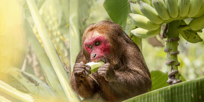 Affe frißt Banane
