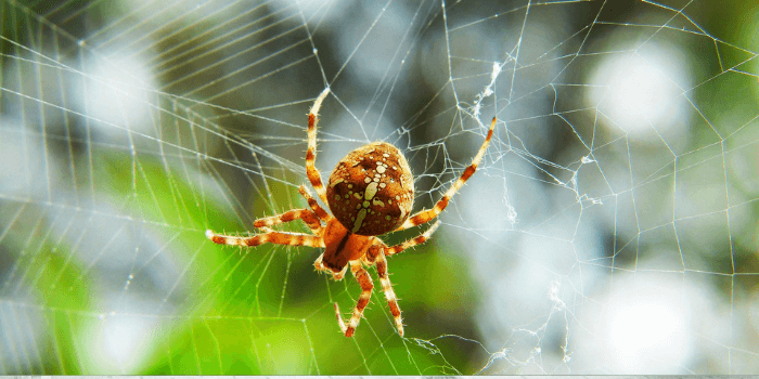 Spinne im Netz