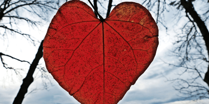 Rotes Blatt in Herzform