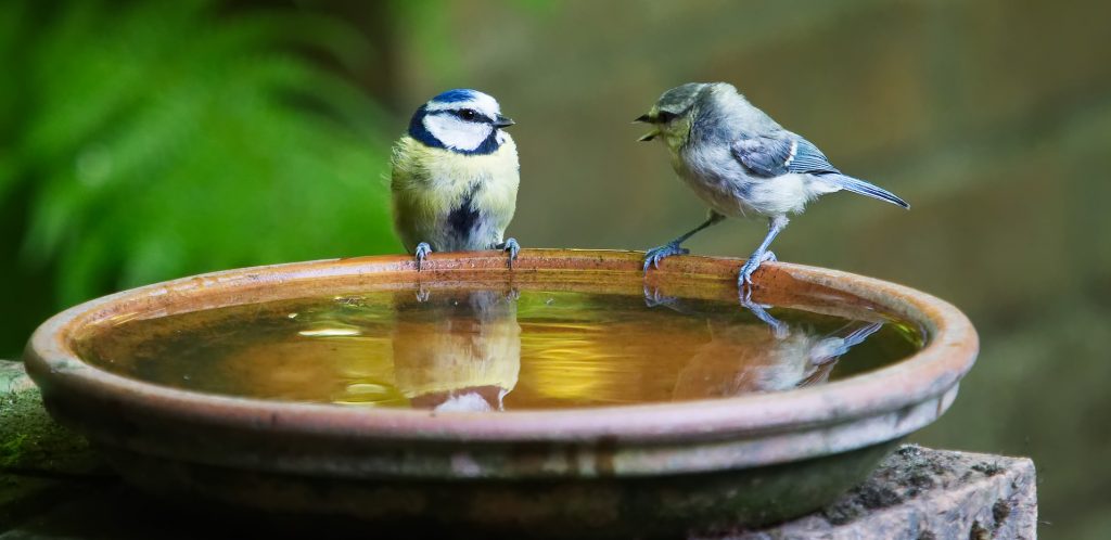 Zwei Meisen trinken aus der Wasserschale