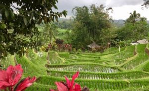 Bali: Seelen-Heil-Reise. Hier Reisterrassen