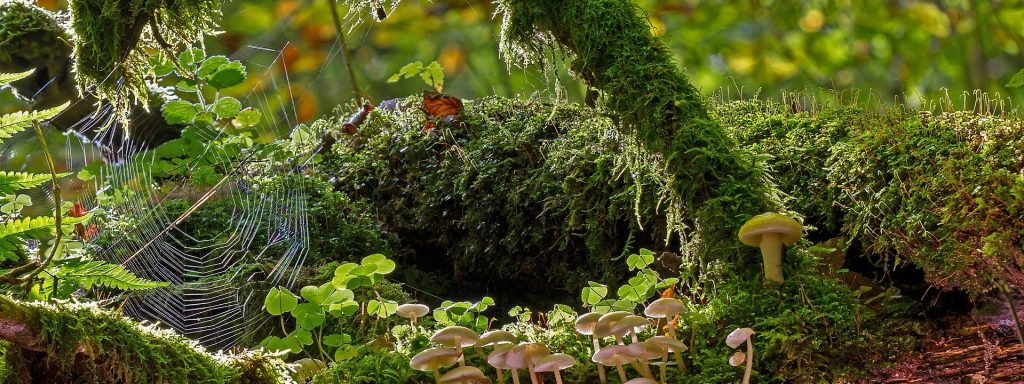 Mit Moos bewachsenes Waldstück und ein Spinnennetz