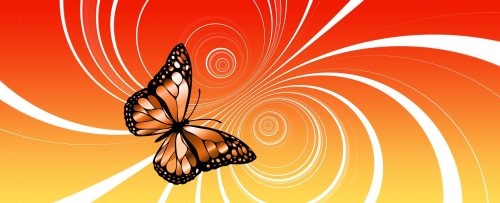 Schmetterling vor orange-gelbem Hintergrund