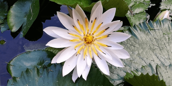 Geöffnete Lotusblüte auf dem Wasser