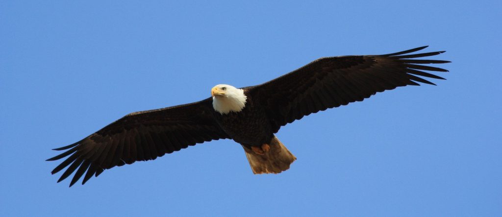Adler fliegt am Himmel