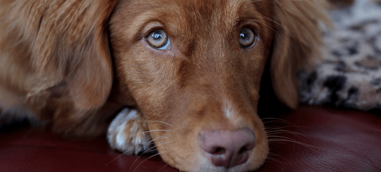 Ein brauner Hund namens Hope