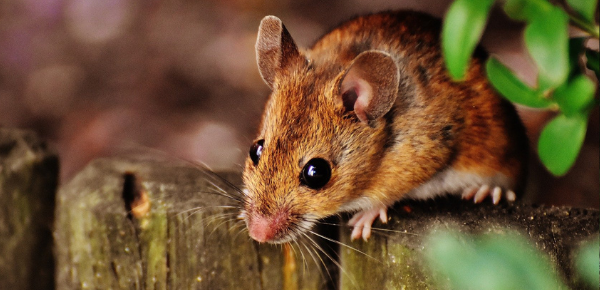 Maus auf Holzpfosten