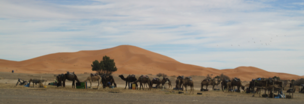 Eine Kamelherde in der Wüste
