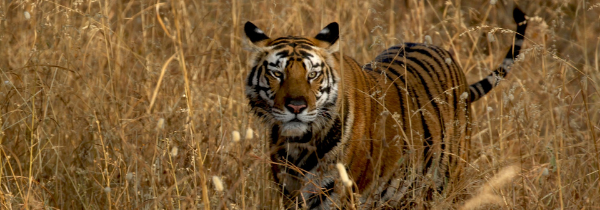 Tiger in freier Wildbahn