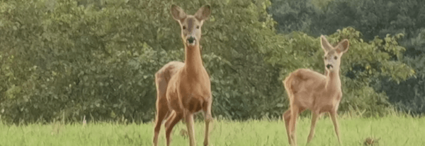 Zwei Rehe auf einer grünen Wiese vor Sträuchern