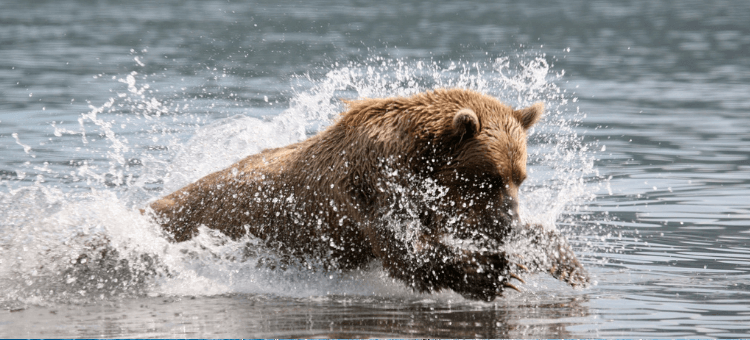 Bär im Wasser beim Lachsfangen