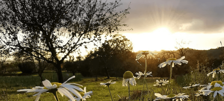 Blumen auf der Wiese bei Sonnenaufgang