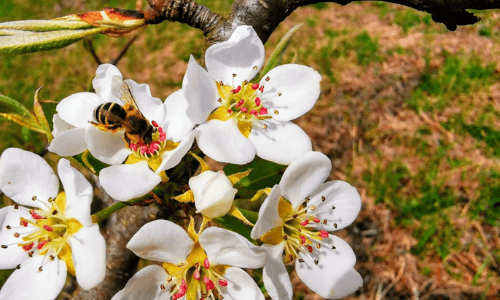 Fleißige Bienen beim Sammeln von Honig