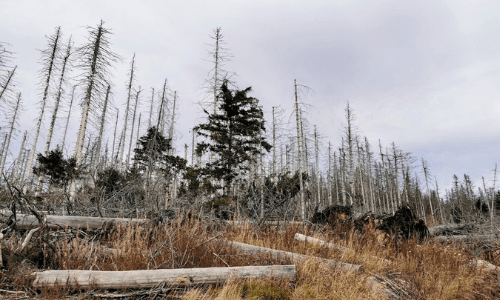 Vertrockneter Wald auf dem Brocken