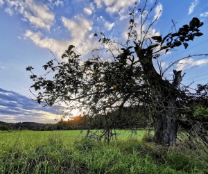 Knorriger Baum auf Wiese unter blauem Himmel
