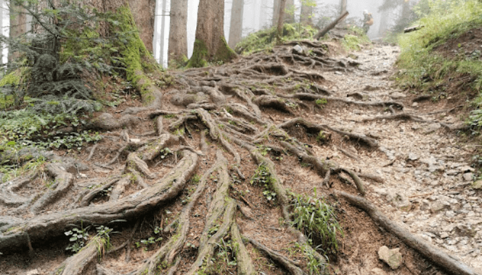 Baum mit großen Wurzeln