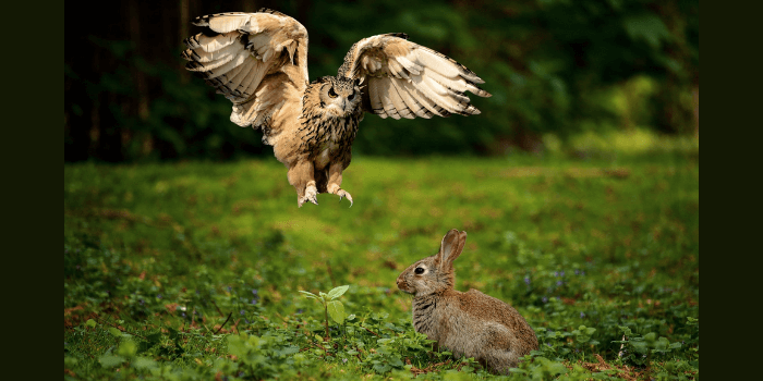 Eule und Hase auf der Wiese