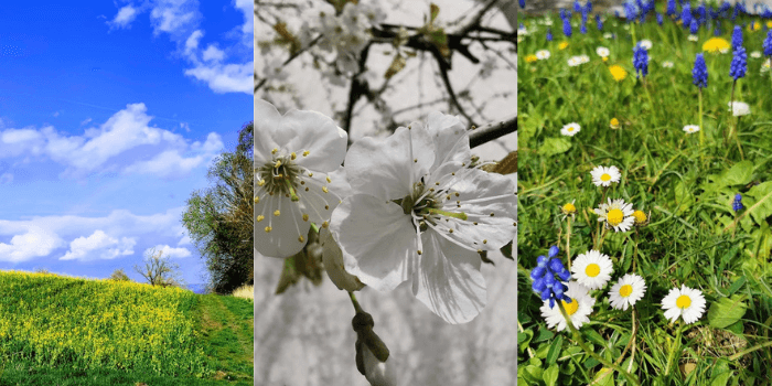12 von 12 (Bild 8,9 und 10) Rapsfeld, Kirschblüten, Blumenwiese
