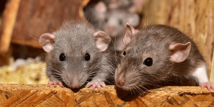Zwei graue Mäuse-Freunde