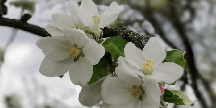 Blüten am Baum