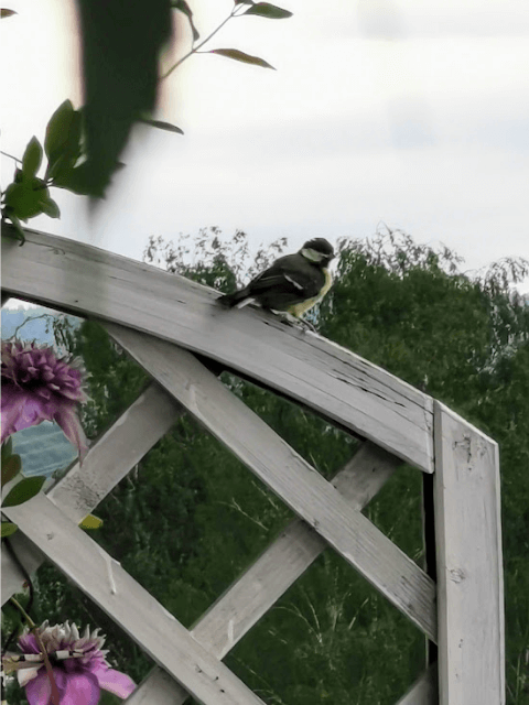 Baby-Meise auf einem Blumenklettergerüst