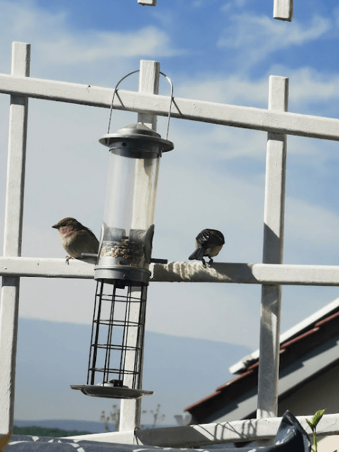 Zwei Vögel an der Futterstation auf dem Balkon