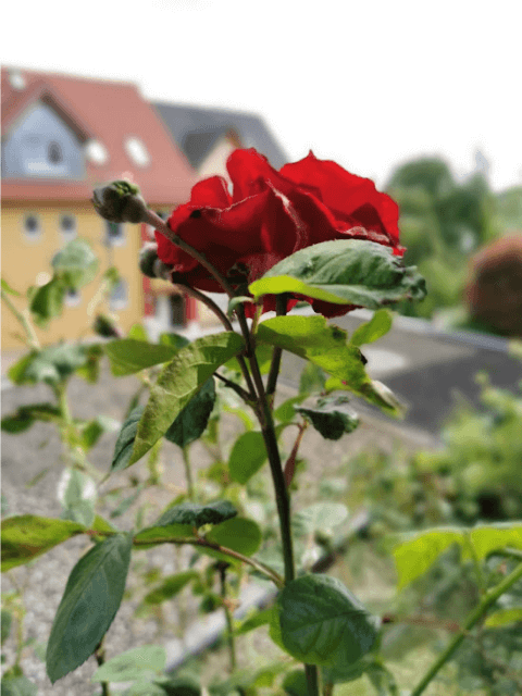 Rote Rose auf dem Balkon