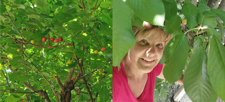 Ich sitze im Kirschbaum und pflücke Kirschen