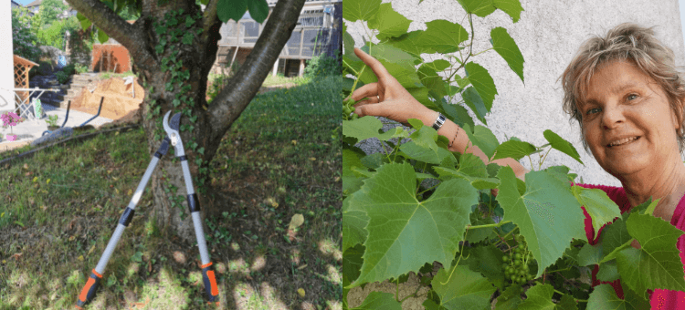 Heckenschere lehnt am Baum. Ich zeige auf die Weintrauben