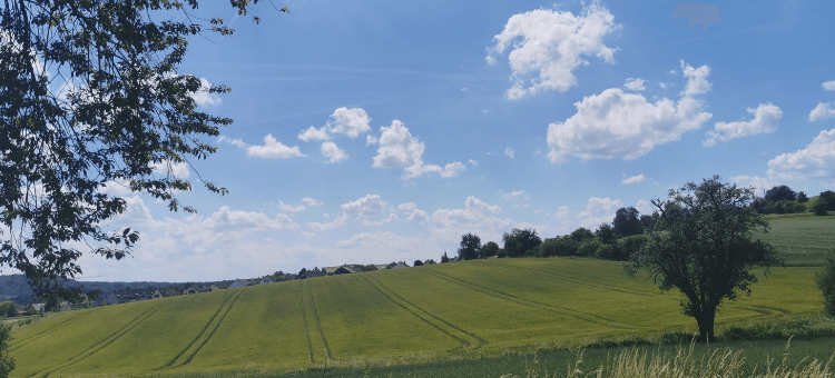 Gelbe Felder unter blauem Himmel