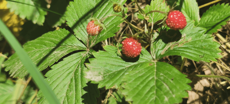 Wilde Erdbeeren