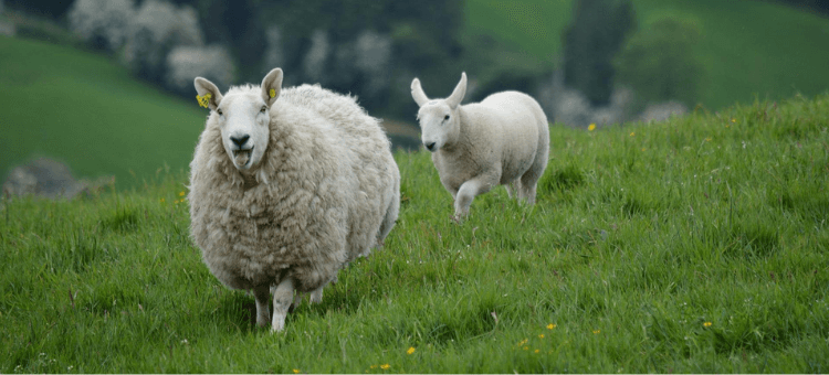 Zwei meckernde Schafe auf der Weide