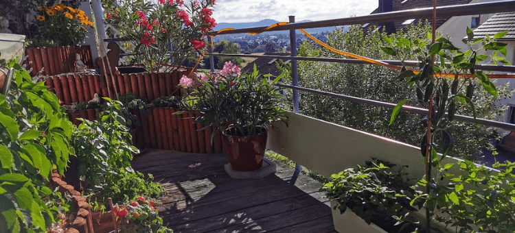 Mein Balkon mit Pflanzen, Kräutern und Tomaten