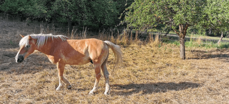 Pferd auf der Koppel