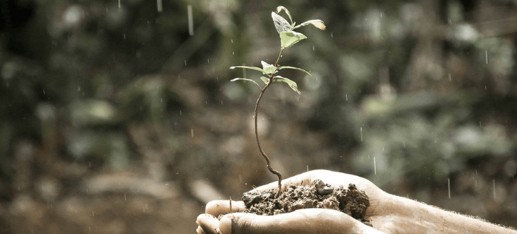 Liebescomeback. Pflänzchen in der Hand bei Regen