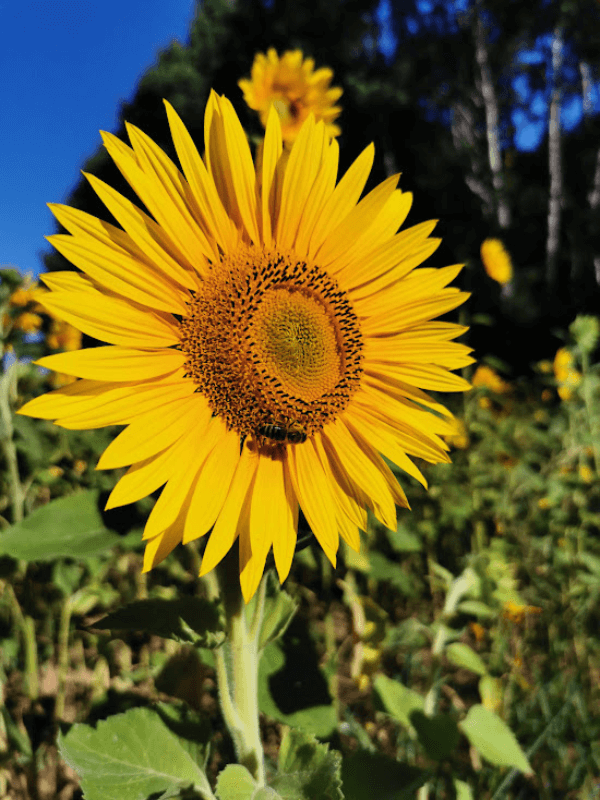 Strahlende Sonnenblume