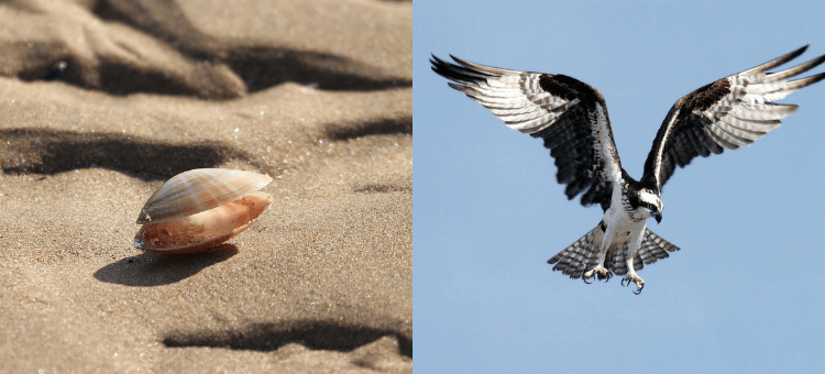 Links eine Muschel im Sand, rechts ein Adler in den Lüften