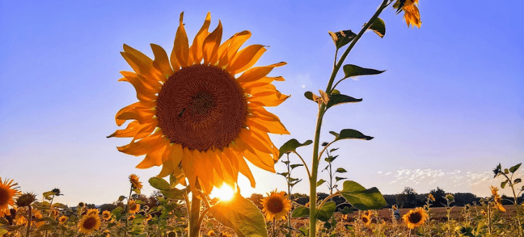 Sonnenblume im Feld von der Sonne beschienen