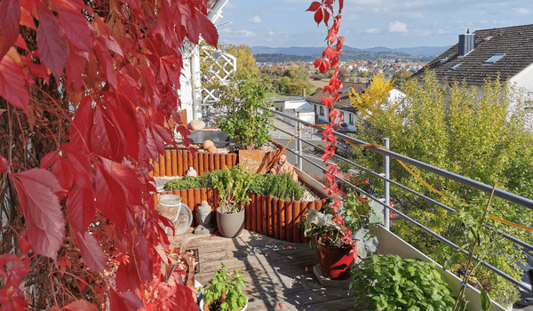 Bild 7: Rotes Laub vom Wilden Wein auf dem Balkon